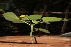 Vigna khandalensis